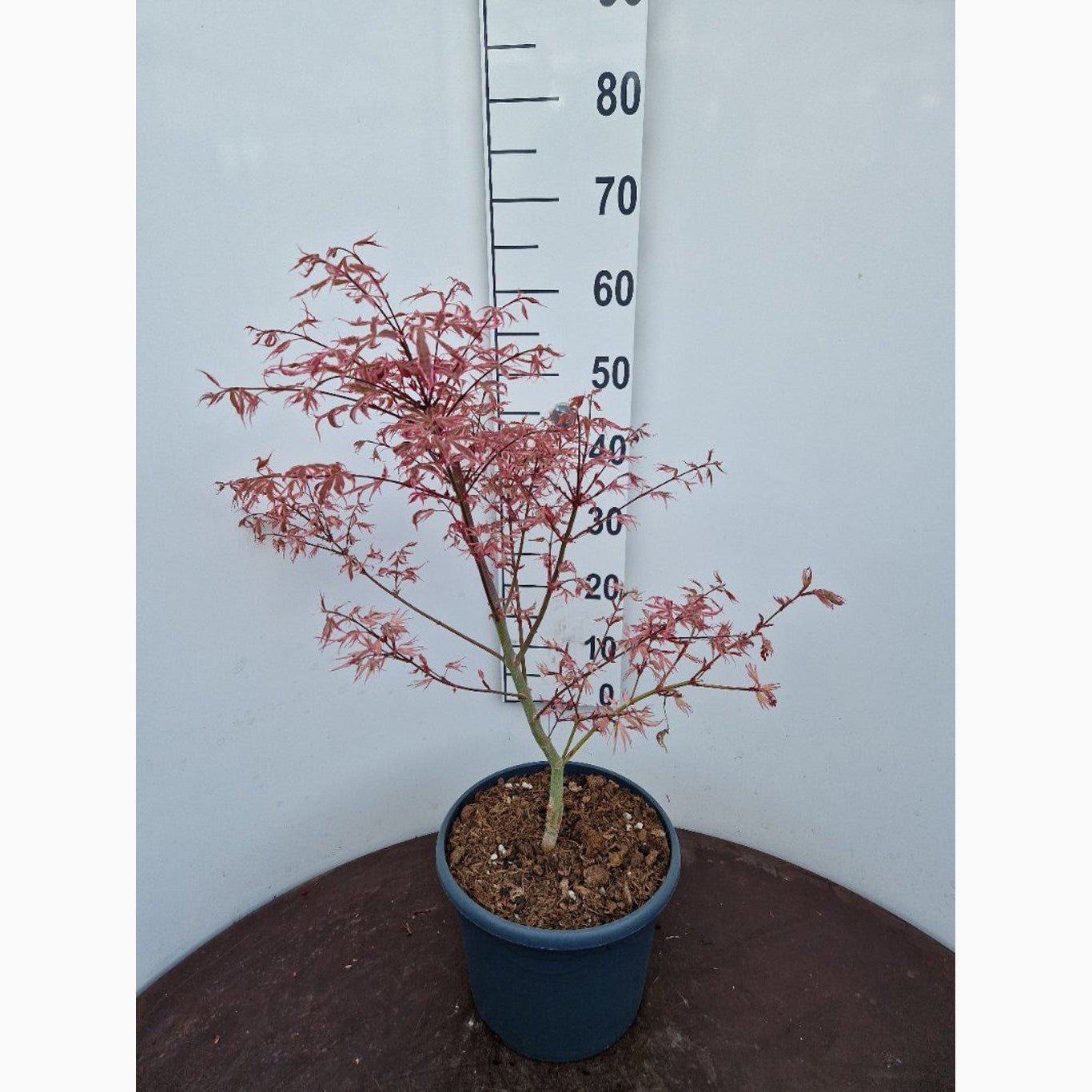 Japansk lönn – Acer shirasawanum - C10 50-60 CM